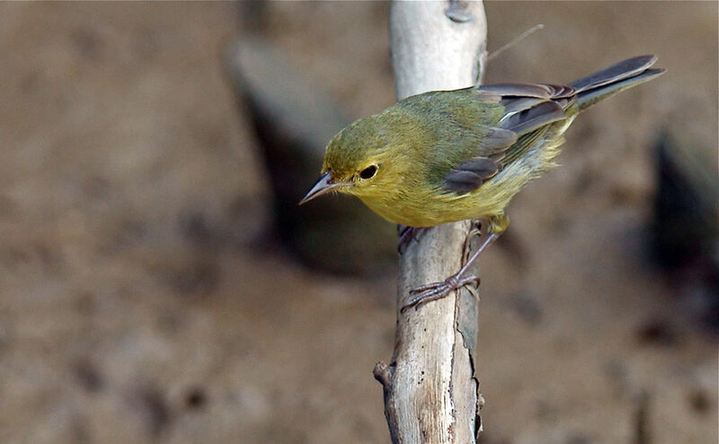 Bicolored Conebillimmature, identification