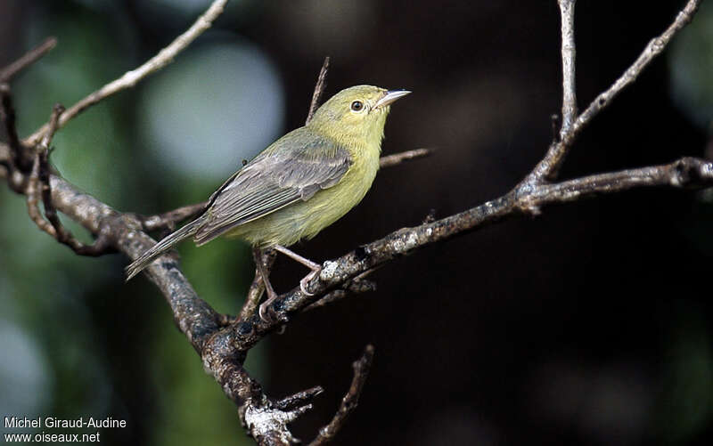 Bicolored Conebillimmature, identification