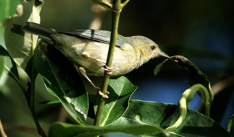 Bicolored Conebill male juvenile