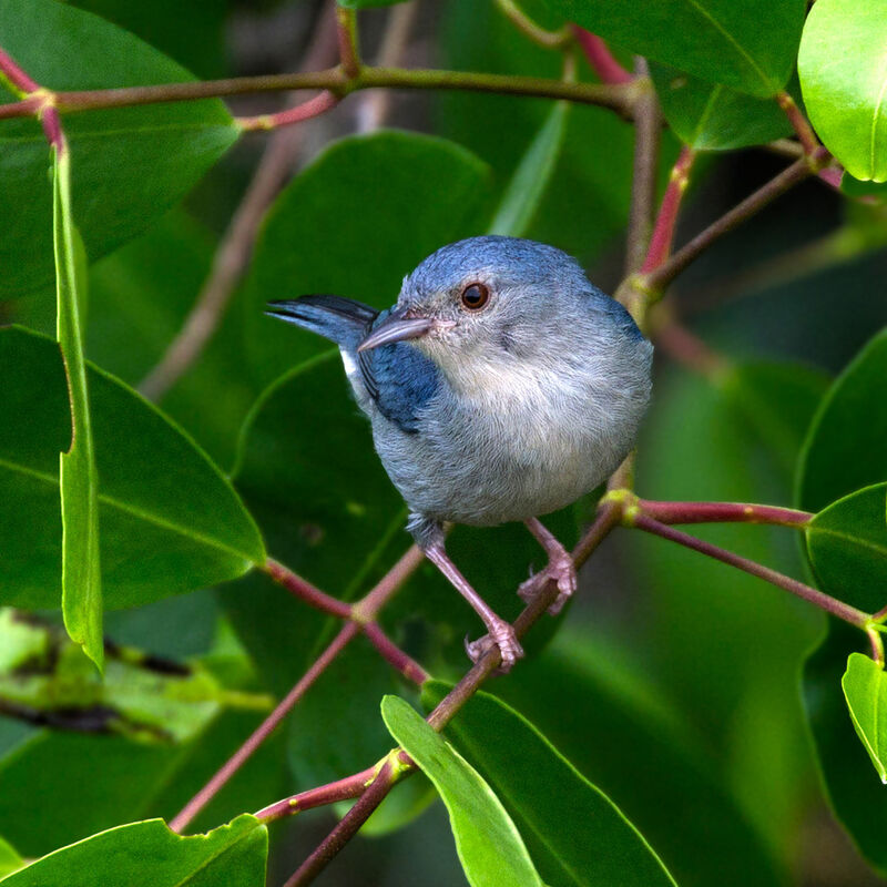 Bicolored Conebilladult