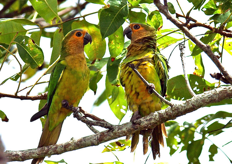 Conure cuivrée, identification