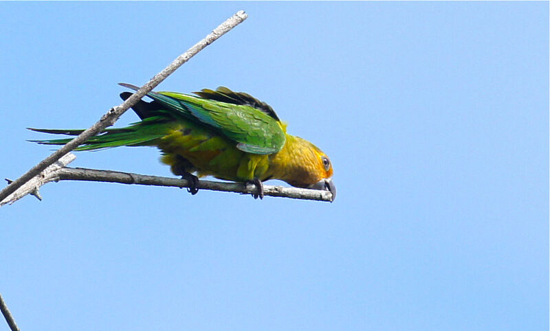 Brown-throated Parakeet