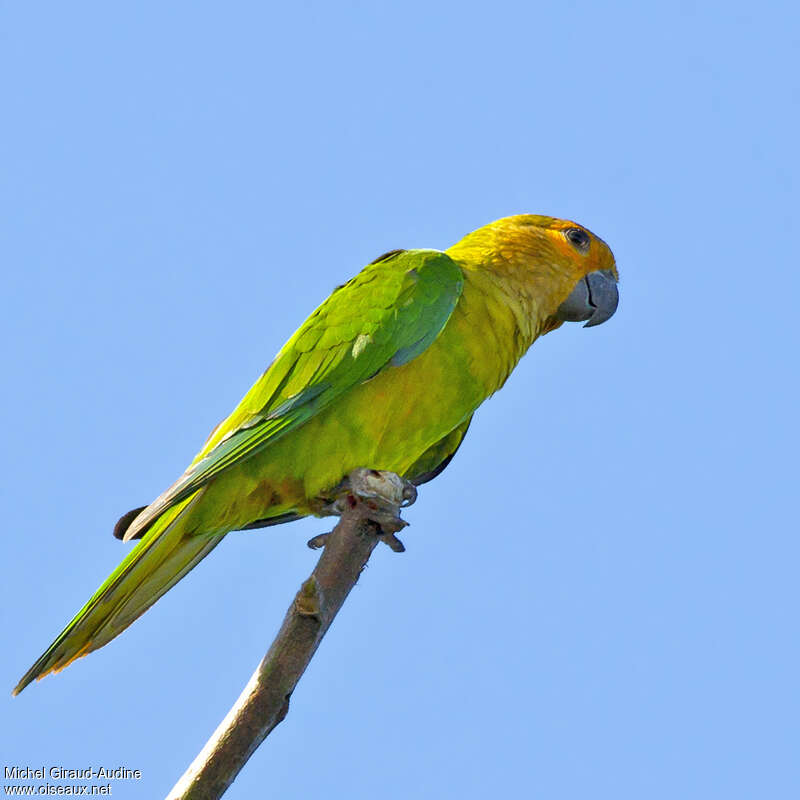 Brown-throated Parakeetadult, identification