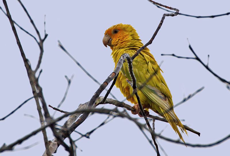 Brown-throated Parakeet