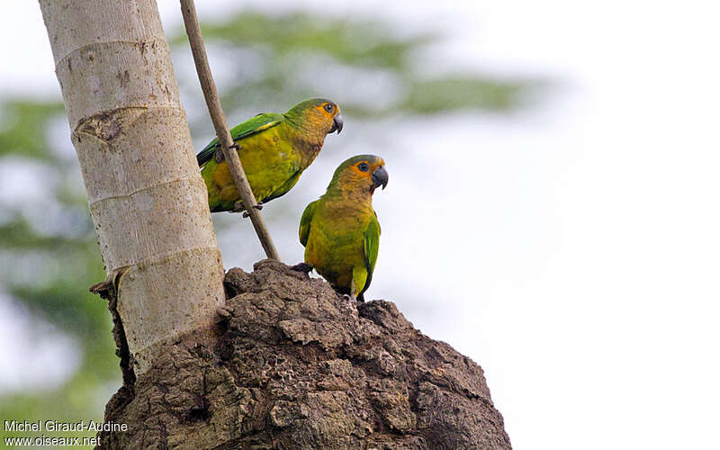 Conure cuivréeadulte, habitat, pigmentation