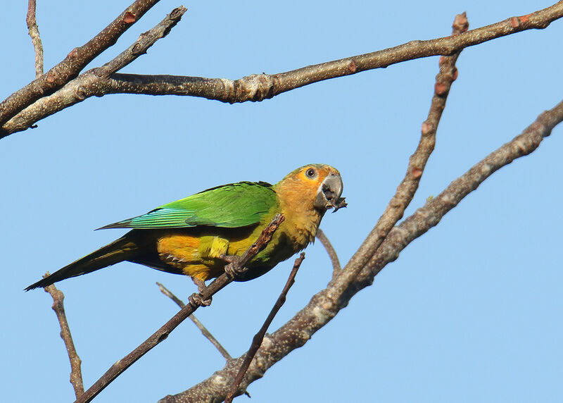 Conure cuivrée