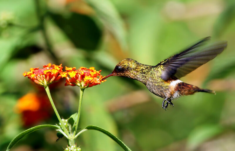 Tufted Coquette female adult