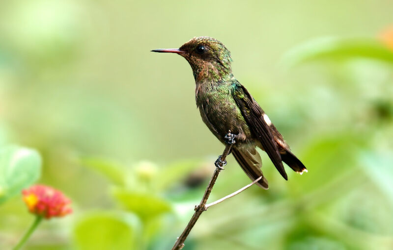 Tufted Coquette male juvenile