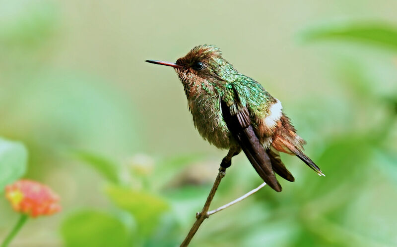 Tufted Coquette male juvenile