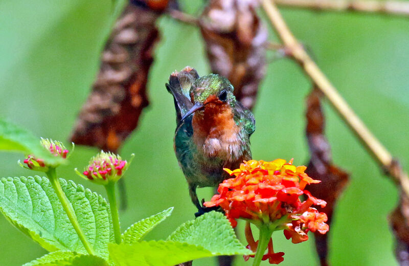 Tufted Coquette female adult