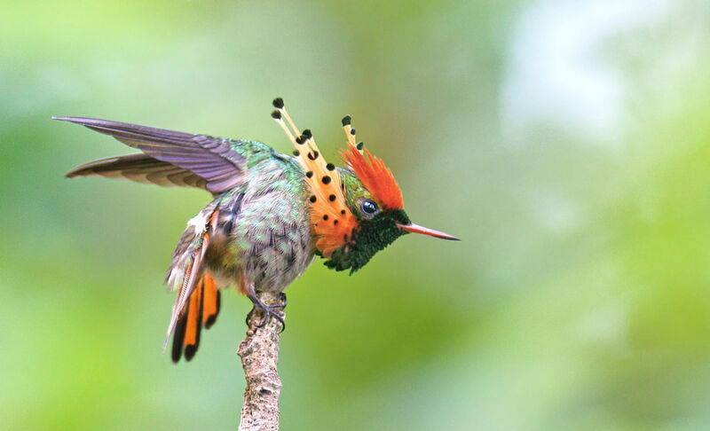 Tufted Coquette male adult