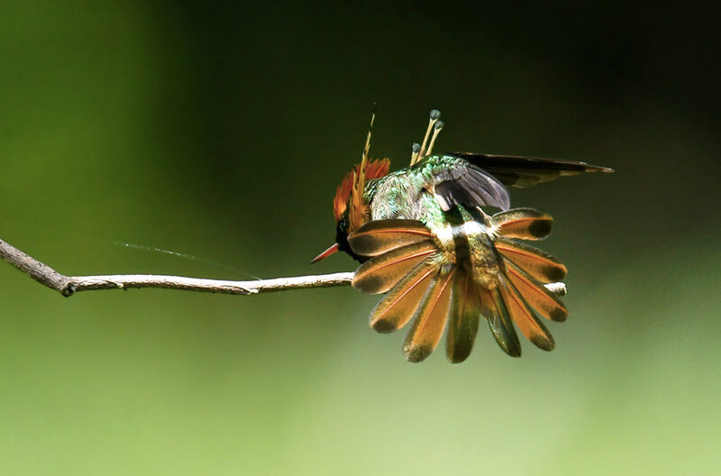 Tufted Coquette male adult