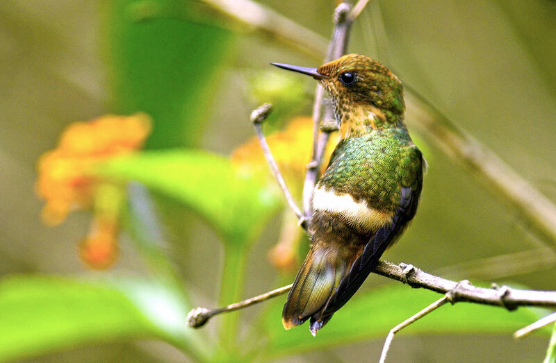 Tufted Coquette male juvenile