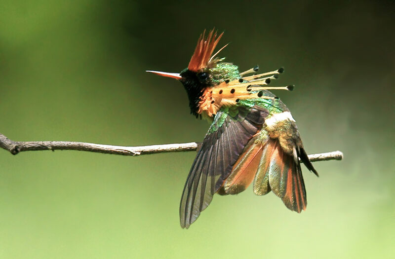 Tufted Coquette male adult, Behaviour