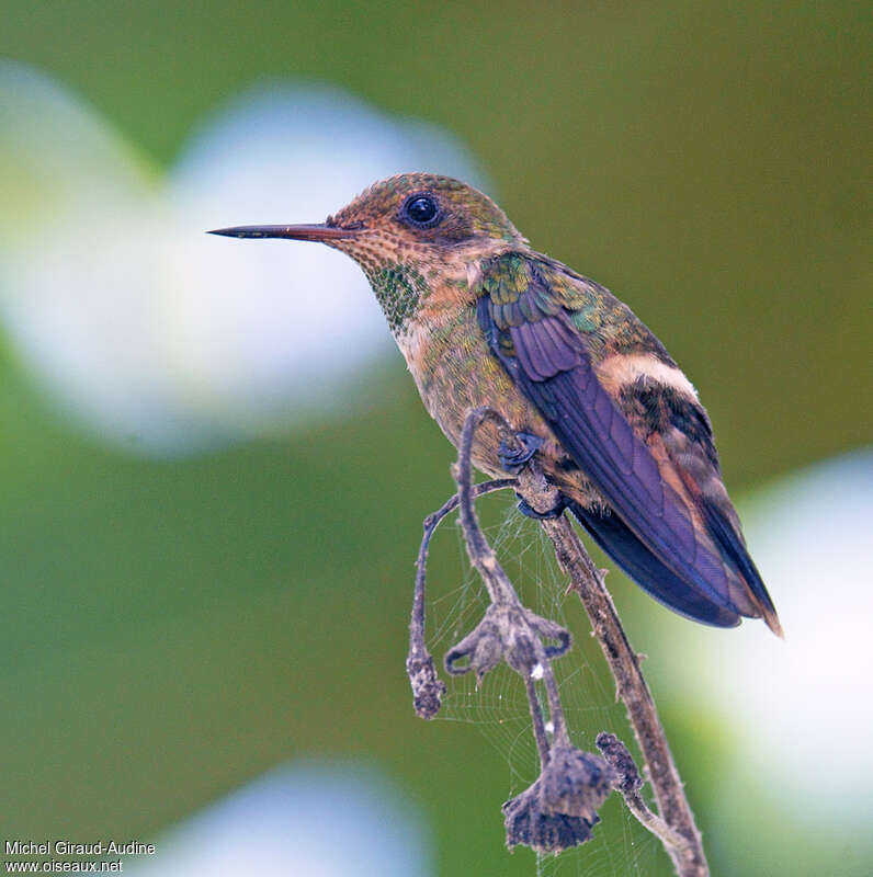 Tufted Coquette male juvenile, identification