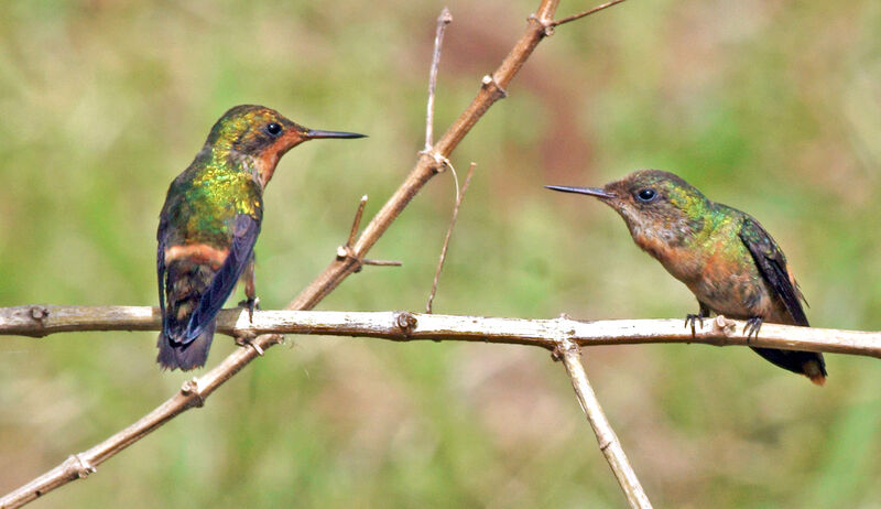 Tufted Coquette, Behaviour