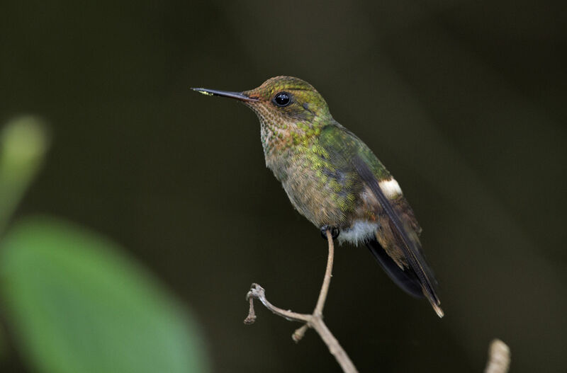 Coquette huppe-col mâle juvénile, identification