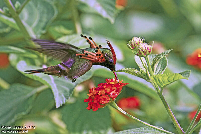 Tufted Coquette male adult, Flight, feeding habits