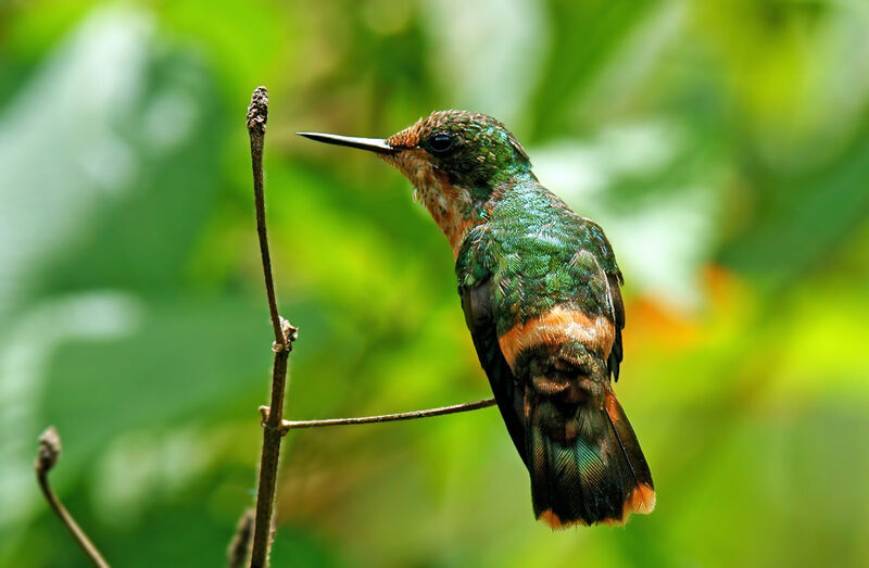 Coquette huppe-col femelle immature