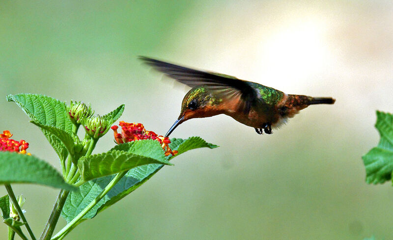 Tufted Coquette female adult