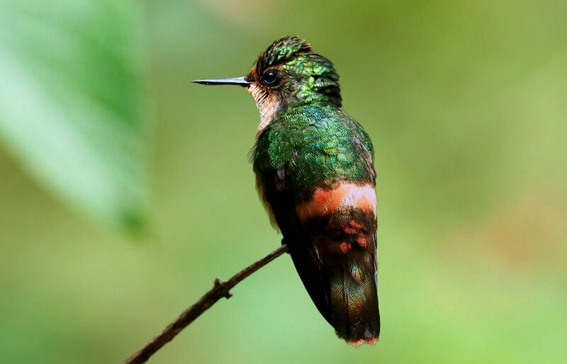 Tufted Coquette female immature