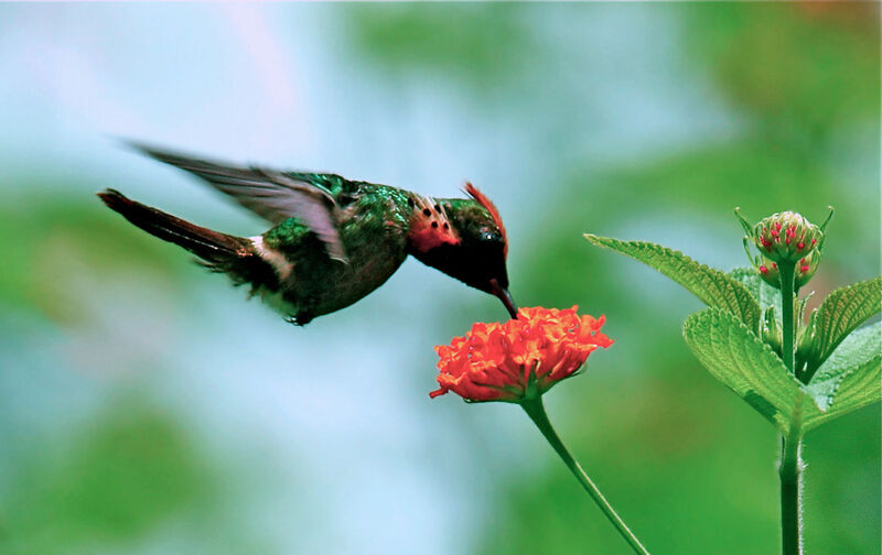 Tufted Coquette male adult