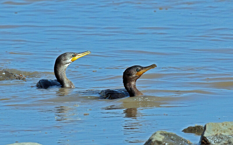 Neotropic Cormorant