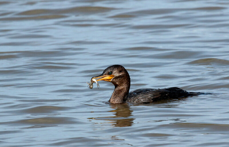 Neotropic Cormorant, eats