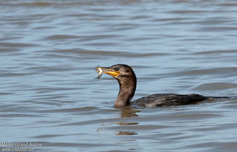 Cormoran viguaimmature, régime, mange