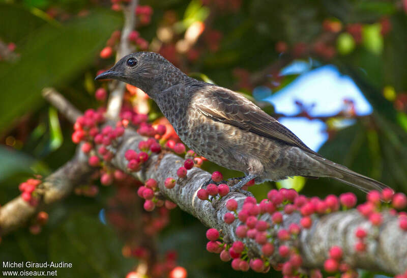 Cotinga de Daubenton femelle adulte, identification, régime