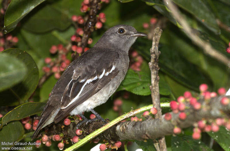 Cotinga pompadour femelle adulte, identification