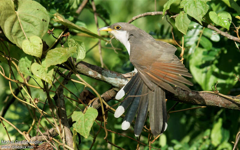 Yellow-billed Cuckooadult, aspect, pigmentation