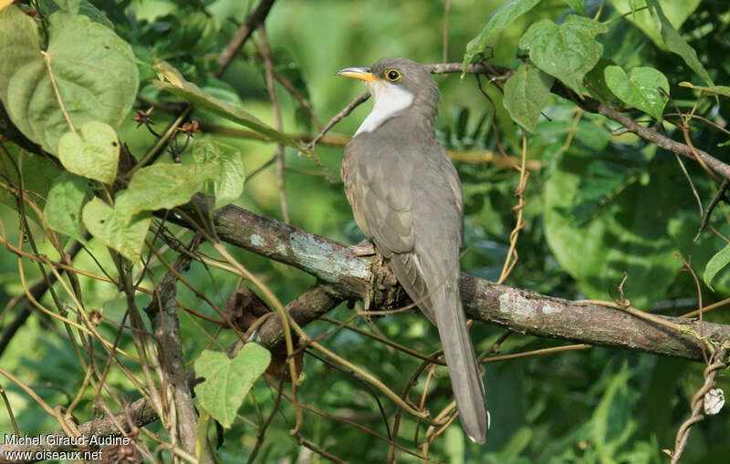 Yellow-billed Cuckooadult, pigmentation