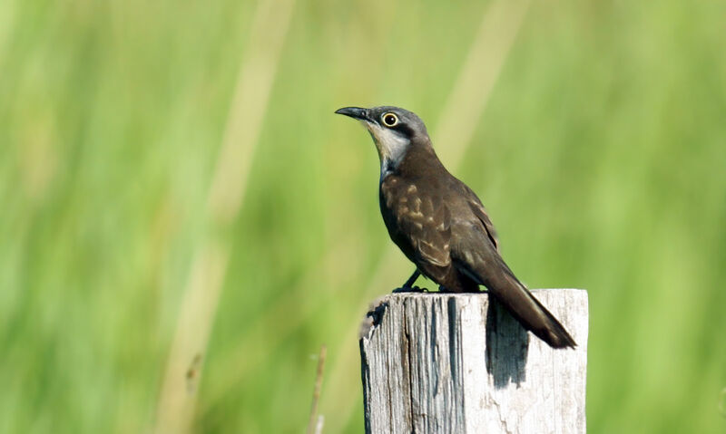 Dark-billed Cuckoo