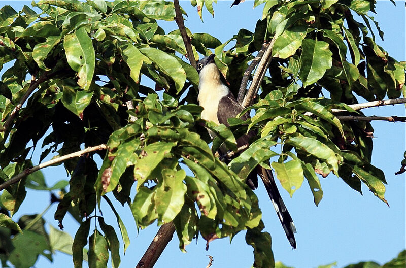 Dark-billed Cuckoo