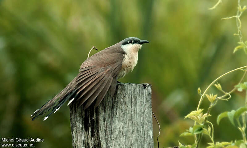 Dark-billed Cuckooadult, aspect