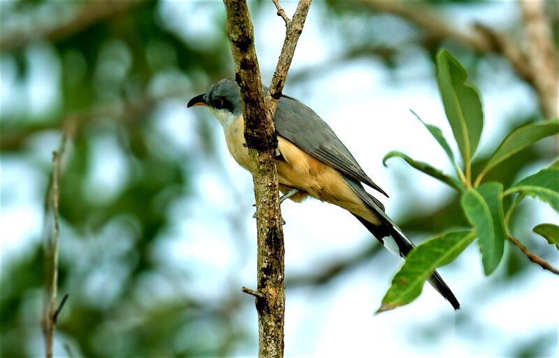 Mangrove Cuckoo