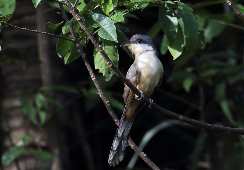 Mangrove Cuckooadult