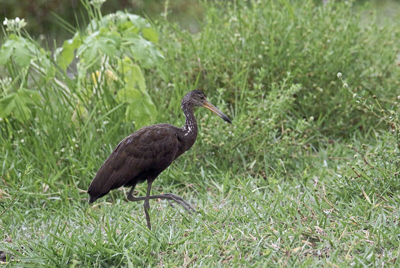 Limpkin