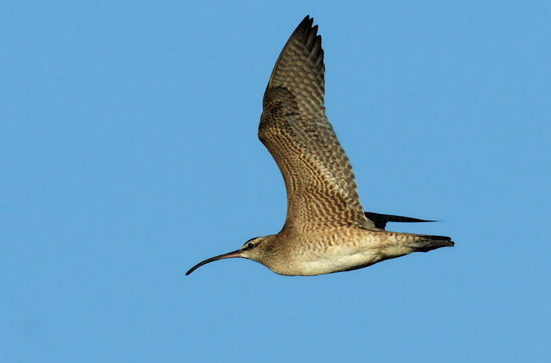 Hudsonian Whimbrel, Flight