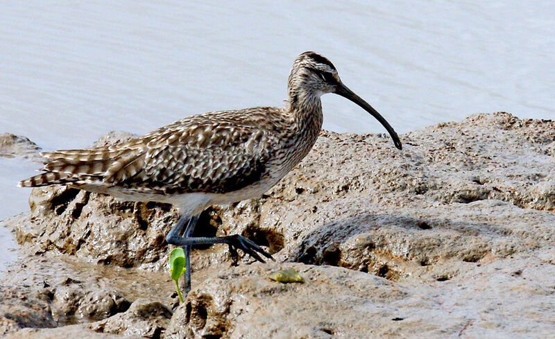 Courlis hudsonien, identification