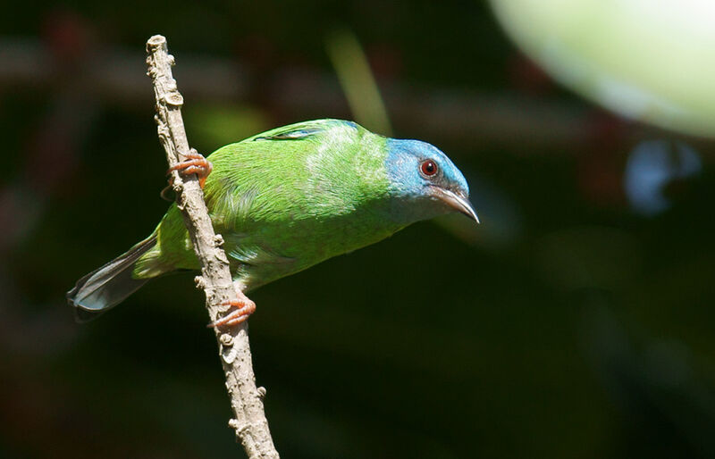 Dacnis bleu femelle adulte