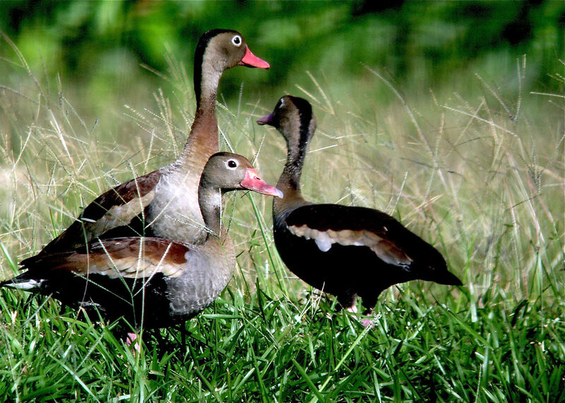 Dendrocygne à ventre noir