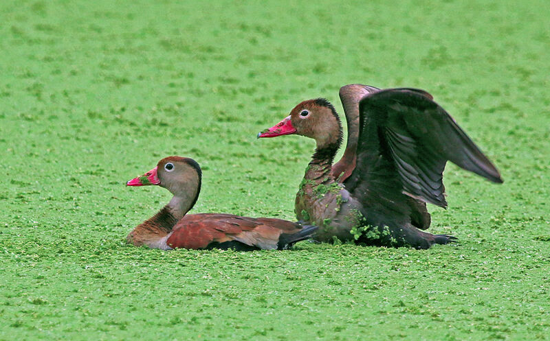 Dendrocygne à ventre noir