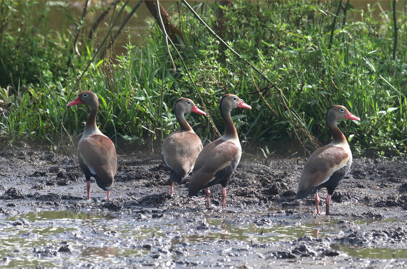 Black-bellied Whistling Duck