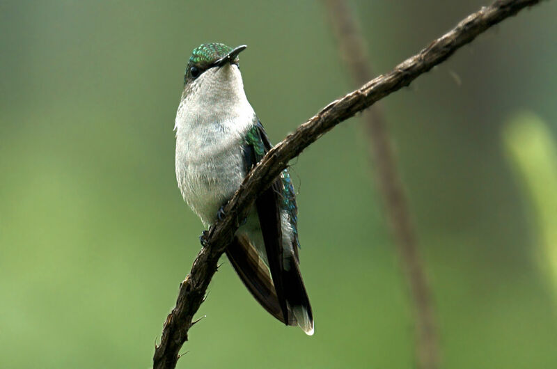 Fork-tailed Woodnymph female adult