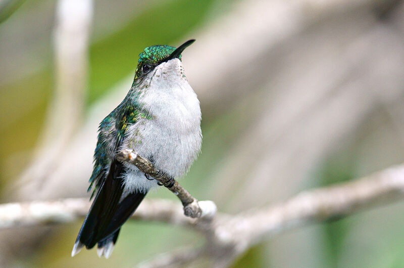 Fork-tailed Woodnymph female adult