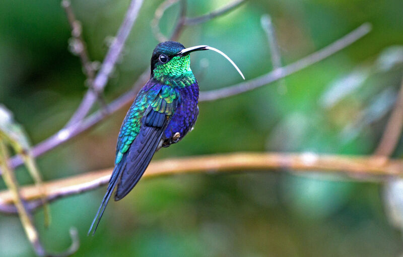 Fork-tailed Woodnymph male adult