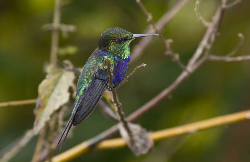 Fork-tailed Woodnymph male adult