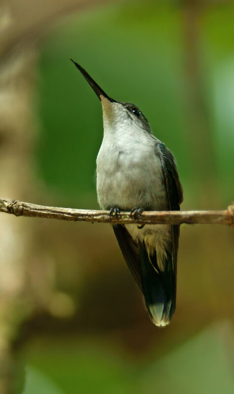 Fork-tailed Woodnymph